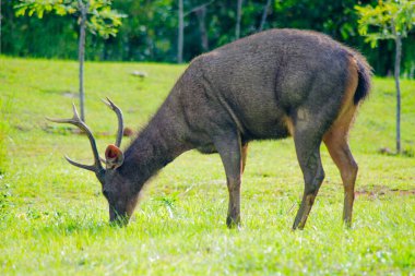 Sambar Geyiği Tayland 'daki Khao Yai Ulusal Parkı' nda otluyor.