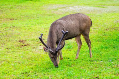 Sambar Geyiği Tayland 'daki Khao Yai Ulusal Parkı' nda otluyor.