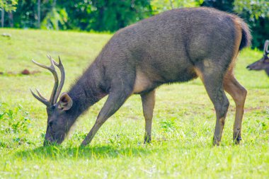 Sambar Geyiği Tayland 'daki Khao Yai Ulusal Parkı' nda otluyor.