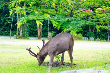 Sambar Geyiği Tayland 'daki Khao Yai Ulusal Parkı' nda otluyor.