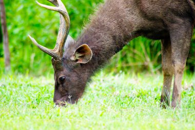 Sambar Geyiği Tayland 'daki Khao Yai Ulusal Parkı' nda otluyor.