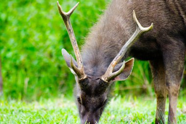 Sambar Geyiği Tayland 'daki Khao Yai Ulusal Parkı' nda otluyor.