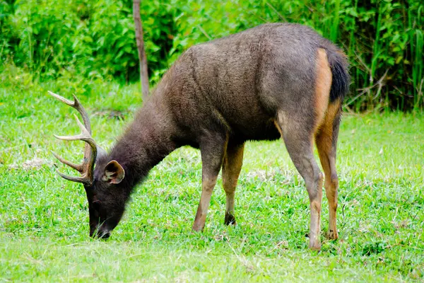 Tayland 'daki Khao Yai Ulusal Parkı' nda yemyeşil bir çevrede beslenen bir Sambar Geyiği (Rusa unicolor)..