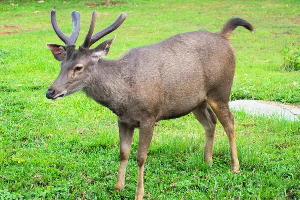 Tayland 'daki Khao Yai Ulusal Parkı' nda yemyeşil bir çevrede beslenen bir Sambar Geyiği (Rusa unicolor)..