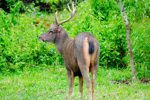 Tayland 'daki Khao Yai Ulusal Parkı' nda yemyeşil bir çevrede beslenen bir Sambar Geyiği (Rusa unicolor)..