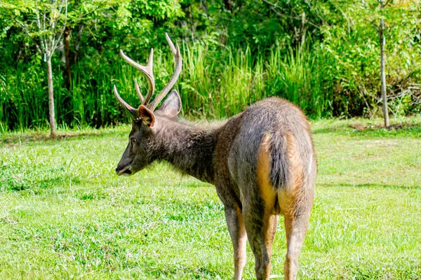 Tayland 'daki Khao Yai Ulusal Parkı' nda yemyeşil bir çevrede beslenen bir Sambar Geyiği (Rusa unicolor)..