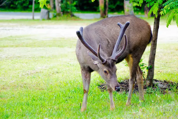 Tayland 'daki Khao Yai Ulusal Parkı' nda yemyeşil bir çevrede beslenen bir Sambar Geyiği (Rusa unicolor)..