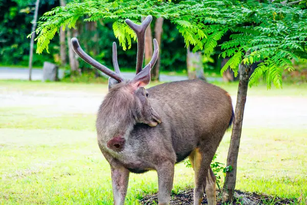 Tayland 'daki Khao Yai Ulusal Parkı' nda yemyeşil bir çevrede beslenen bir Sambar Geyiği (Rusa unicolor)..