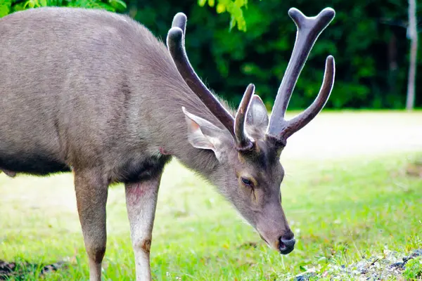 Tayland 'daki Khao Yai Ulusal Parkı' nda yemyeşil bir çevrede beslenen bir Sambar Geyiği (Rusa unicolor)..