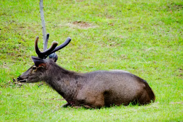 Sambar Geyiği (Rusa unicolor) Tayland 'daki Khao Yai Ulusal Parkı' nda dinleniyor.