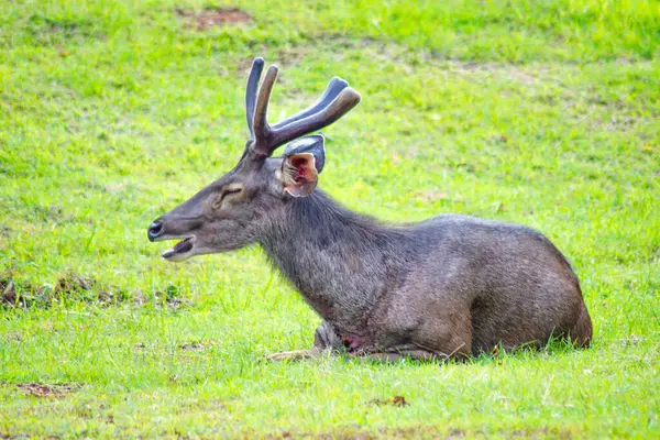 Sambar Geyiği (Rusa unicolor) Tayland 'daki Khao Yai Ulusal Parkı' nda dinleniyor.