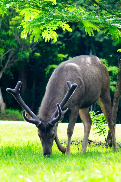 Sambar Geyiği Tayland 'daki Khao Yai Ulusal Parkı' nda otluyor.