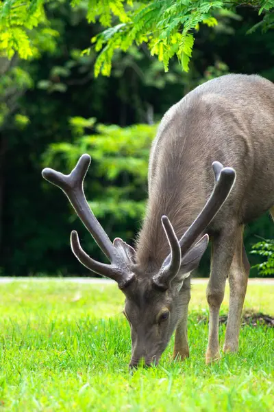 Sambar Geyiği Tayland 'daki Khao Yai Ulusal Parkı' nda otluyor.