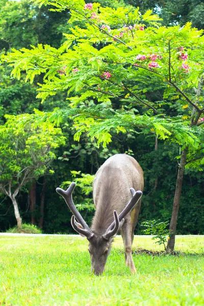 Sambar Geyiği Tayland 'daki Khao Yai Ulusal Parkı' nda otluyor.