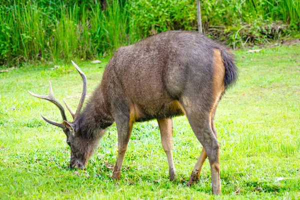 Sambar Geyiği Tayland 'daki Khao Yai Ulusal Parkı' nda otluyor.