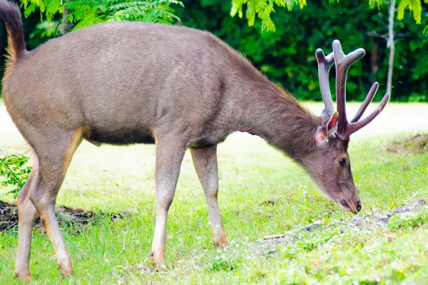 Sambar Geyiği Tayland 'daki Khao Yai Ulusal Parkı' nda otluyor.