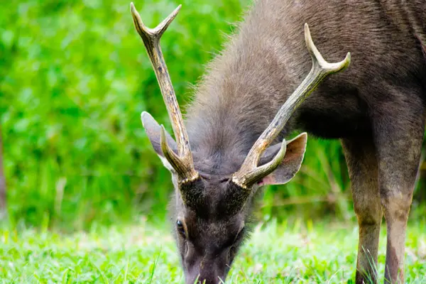 Sambar Geyiği Tayland 'daki Khao Yai Ulusal Parkı' nda otluyor.
