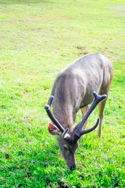 Tayland 'daki Khao Yai Ulusal Parkı' nda yemyeşil bir çevrede beslenen bir Sambar Geyiği (Rusa unicolor)..