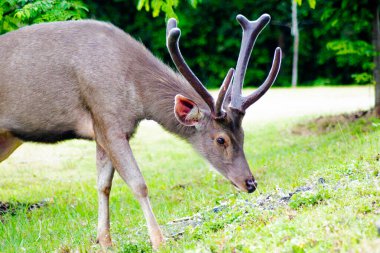 Tayland 'daki Khao Yai Ulusal Parkı' nda yemyeşil bir çevrede beslenen bir Sambar Geyiği (Rusa unicolor)..