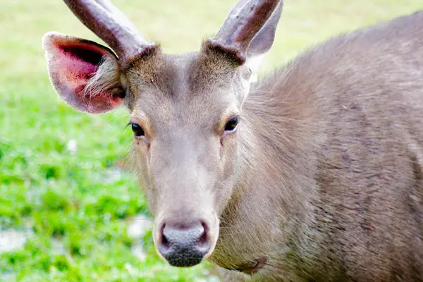 Sambar Geyiği 'nin (Rusa unicolor) Tayland' daki Khao Yai Ulusal Parkı 'ndaki doğal habitatında yakın plan portresi..