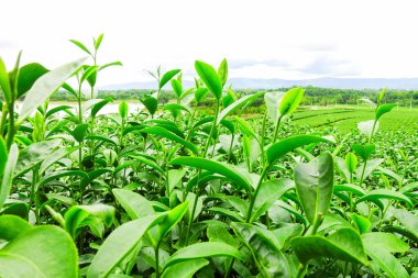 Taze Yeşil Çay Parlak Gökyüzü Arkaplanlı Bir Tarlada Yapraklar