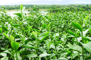 Taze Yeşil Çay Parlak Gökyüzü Arkaplanlı Bir Tarlada Yapraklar