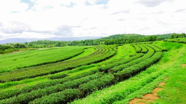 Rolling Hills ve Green Tea Leaves in Chiang Rai, Tayland 'daki Çiftlik Manzarası.