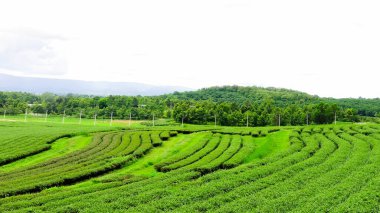 Rolling Hills ve Green Tea Leaves in Chiang Rai, Tayland 'daki Çiftlik Manzarası.
