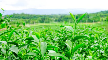 Rolling Hills ve Green Tea Leaves in Chiang Rai, Tayland 'daki Çiftlik Manzarası.