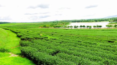 Rolling Hills ve Green Tea Leaves in Chiang Rai, Tayland 'daki Çiftlik Manzarası.