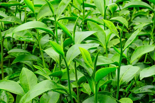 Taze Yeşil Çay Yaprakları 'nın Yakın plan Çekimi Chiang Rai, Tayland' da.