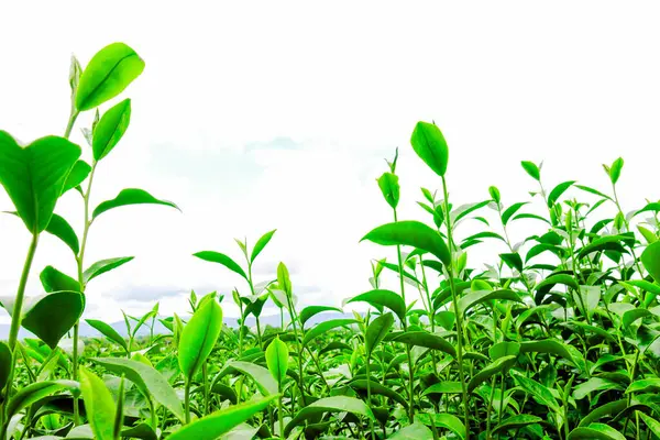 Taze Yeşil Çay Parlak Gökyüzü Arkaplanlı Bir Tarlada Yapraklar