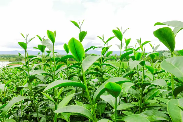 Taze Yeşil Çay Parlak Gökyüzü Arkaplanlı Bir Tarlada Yapraklar
