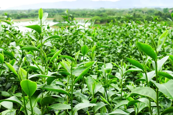 Taze Yeşil Çay Parlak Gökyüzü Arkaplanlı Bir Tarlada Yapraklar