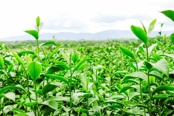 Taze Yeşil Çay Parlak Gökyüzü Arkaplanlı Bir Tarlada Yapraklar