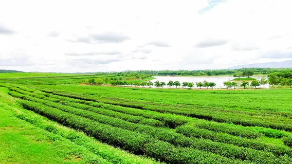 Rolling Hills ve Green Tea Leaves in Chiang Rai, Tayland 'daki Çiftlik Manzarası.