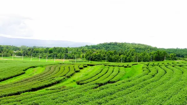Rolling Hills ve Green Tea Leaves in Chiang Rai, Tayland 'daki Çiftlik Manzarası.