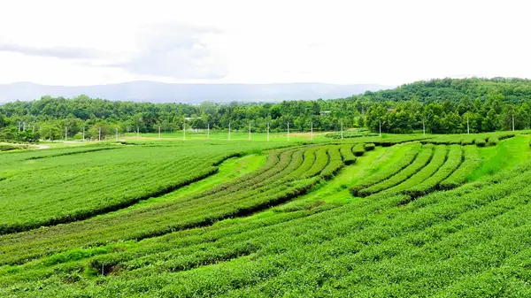 Rolling Hills ve Green Tea Leaves in Chiang Rai, Tayland 'daki Çiftlik Manzarası.