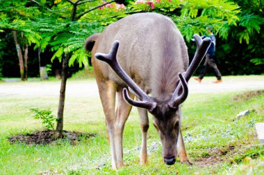 Tayland 'daki Khao Yai Ulusal Parkı' nda yemyeşil bir çevrede beslenen bir Sambar Geyiği (Rusa unicolor)..