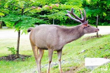 Tayland 'daki Khao Yai Ulusal Parkı' nda yemyeşil bir çevrede beslenen bir Sambar Geyiği (Rusa unicolor)..