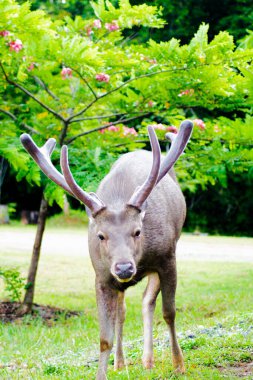 Tayland 'daki Khao Yai Ulusal Parkı' nda yemyeşil bir çevrede beslenen bir Sambar Geyiği (Rusa unicolor)..