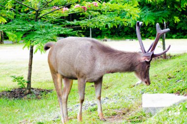 Tayland 'daki Khao Yai Ulusal Parkı' nda yemyeşil bir çevrede beslenen bir Sambar Geyiği (Rusa unicolor)..