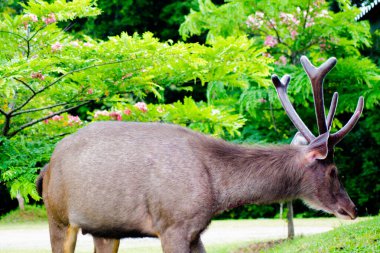 Tayland 'daki Khao Yai Ulusal Parkı' nda yemyeşil bir çevrede beslenen bir Sambar Geyiği (Rusa unicolor)..
