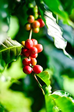 Kahve ağacı dalındaki kırmızı ve yeşil kahve kirazları, Arabica kahve çiftliği, Chiang Rai, Tayland.