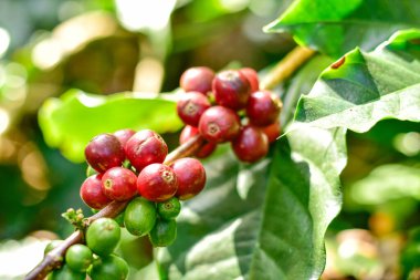 Kahve ağacı dalındaki kırmızı ve yeşil kahve kirazları, Arabica kahve çiftliği, Chiang Rai, Tayland.