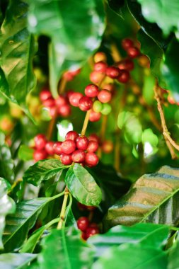 Kahve ağacı dalındaki kırmızı ve yeşil kahve kirazları, Arabica kahve çiftliği, Chiang Rai, Tayland.