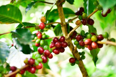 Kahve ağacı dalındaki kırmızı ve yeşil kahve kirazları, Arabica kahve çiftliği, Chiang Rai, Tayland.