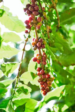 Kahve ağacı dalındaki kırmızı ve yeşil kahve kirazları, Arabica kahve çiftliği, Chiang Rai, Tayland.