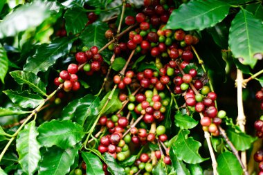 Kahve ağacı dalındaki kırmızı ve yeşil kahve kirazları, Arabica kahve çiftliği, Chiang Rai, Tayland.