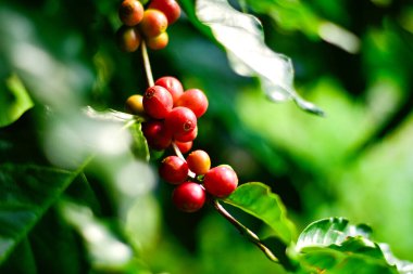 Kahve ağacı dalındaki kırmızı ve yeşil kahve kirazları, Arabica kahve çiftliği, Chiang Rai, Tayland.